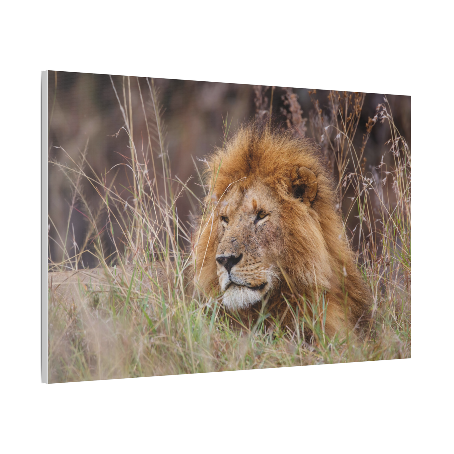 Lion Canvas Print