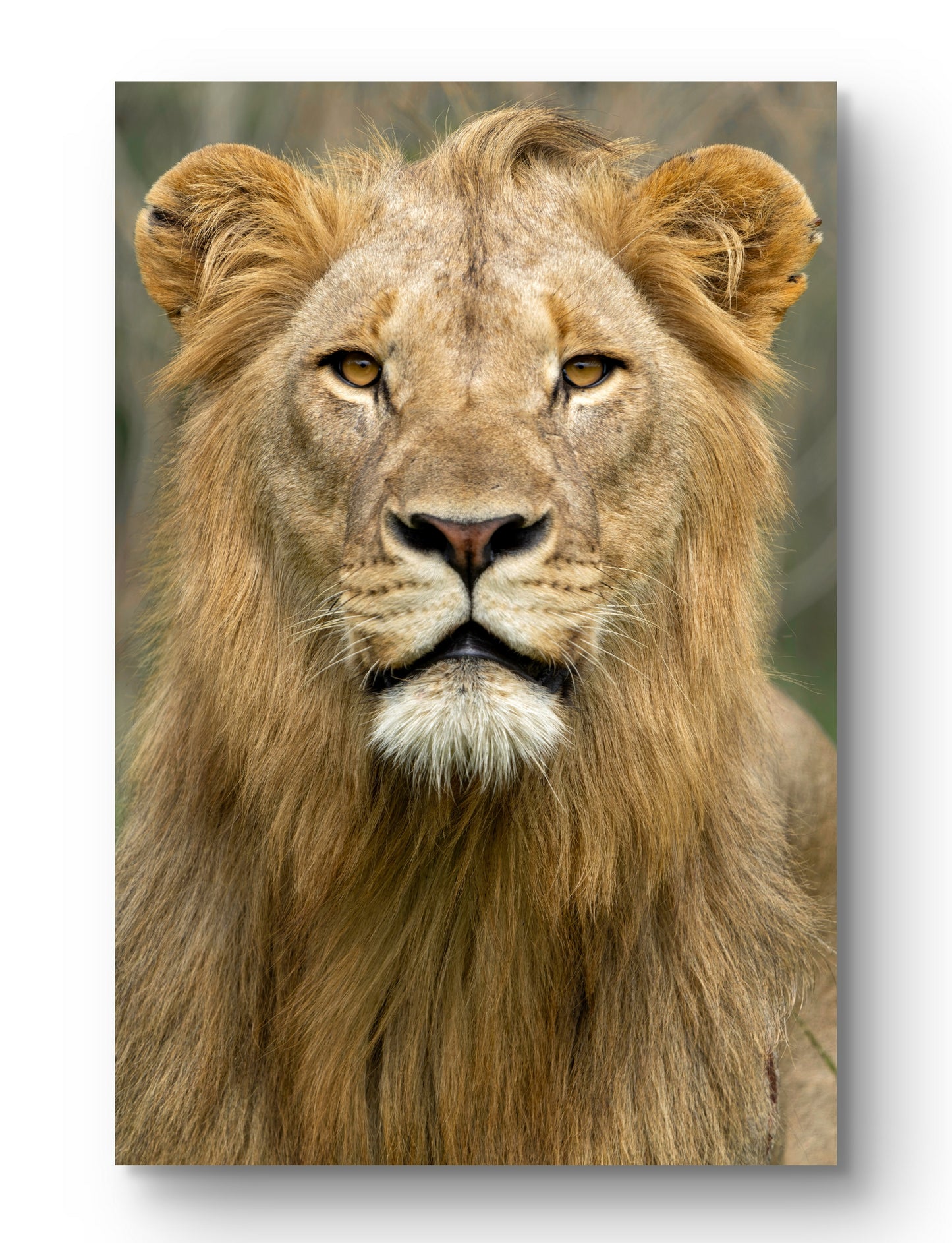 Male Lion Fine Art Poster
