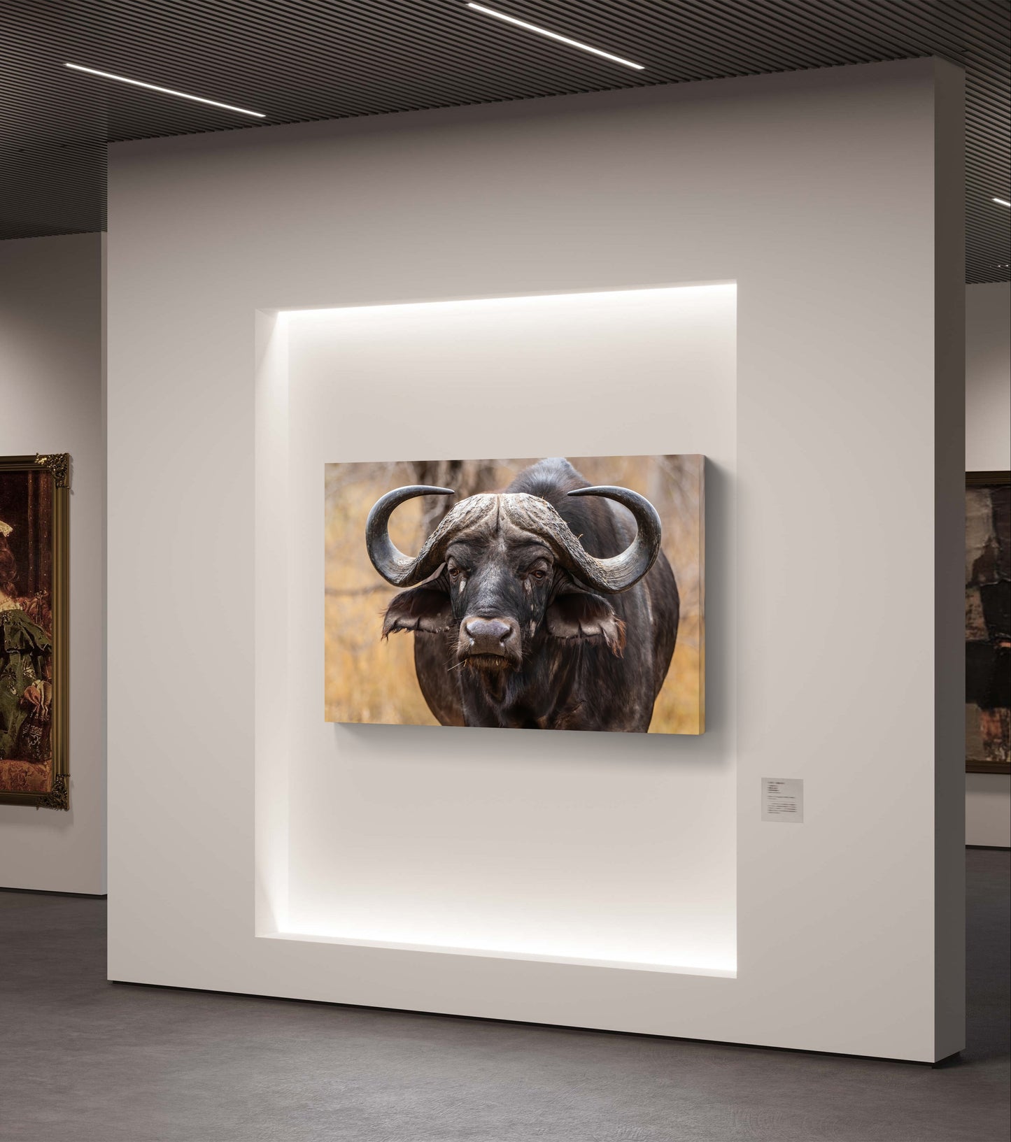 Buffalo Canvas Print