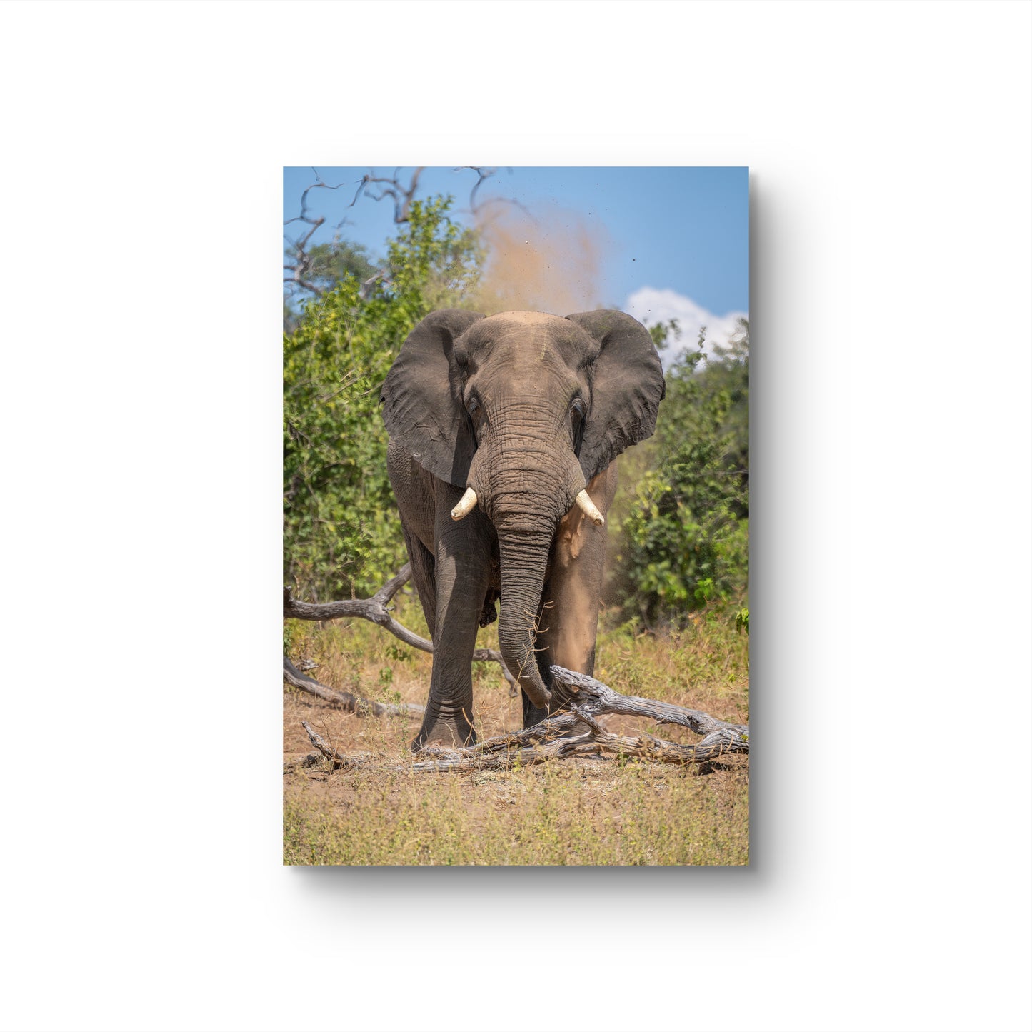 Elephant Fine Art Poster