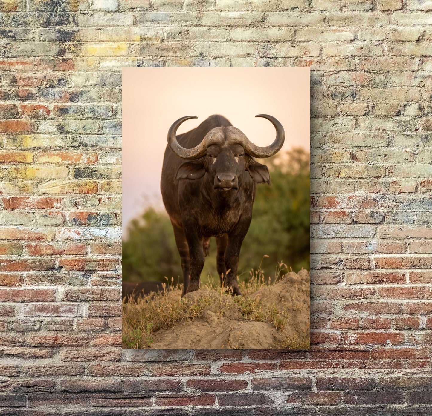 Cape Buffalo Fine Art Poster - HD Printing