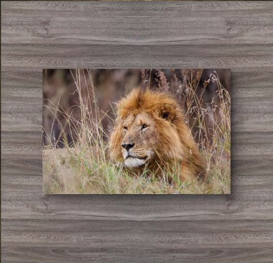 Lion Canvas Print - HD Printing