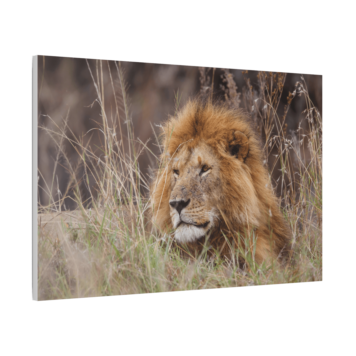 Lion Canvas Print - HD Printing