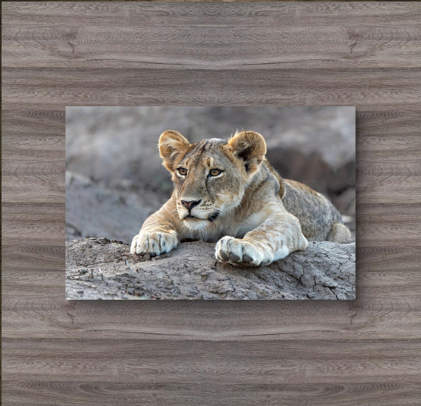 Lion Cub Silk Poster - HD Printing