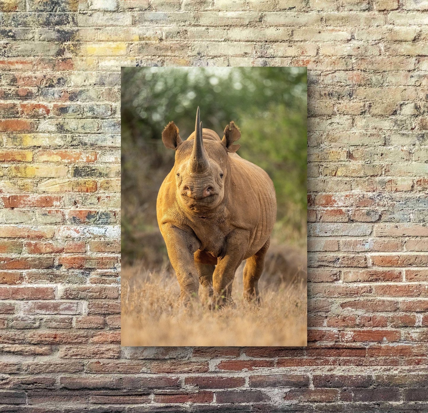 Rhino Fine Art Poster - HD Printing