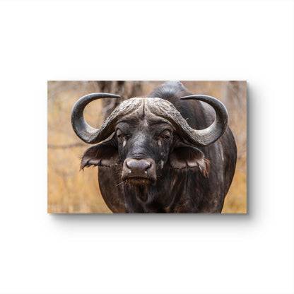 Buffalo Silk Poster