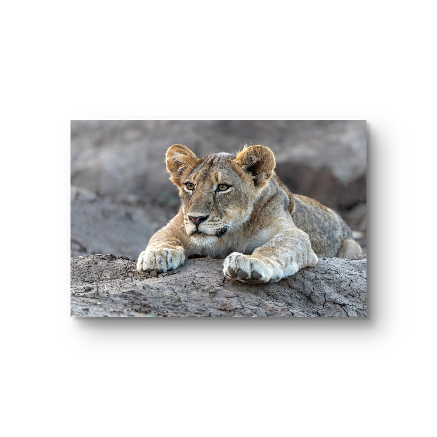 Lion Cub Silk Poster