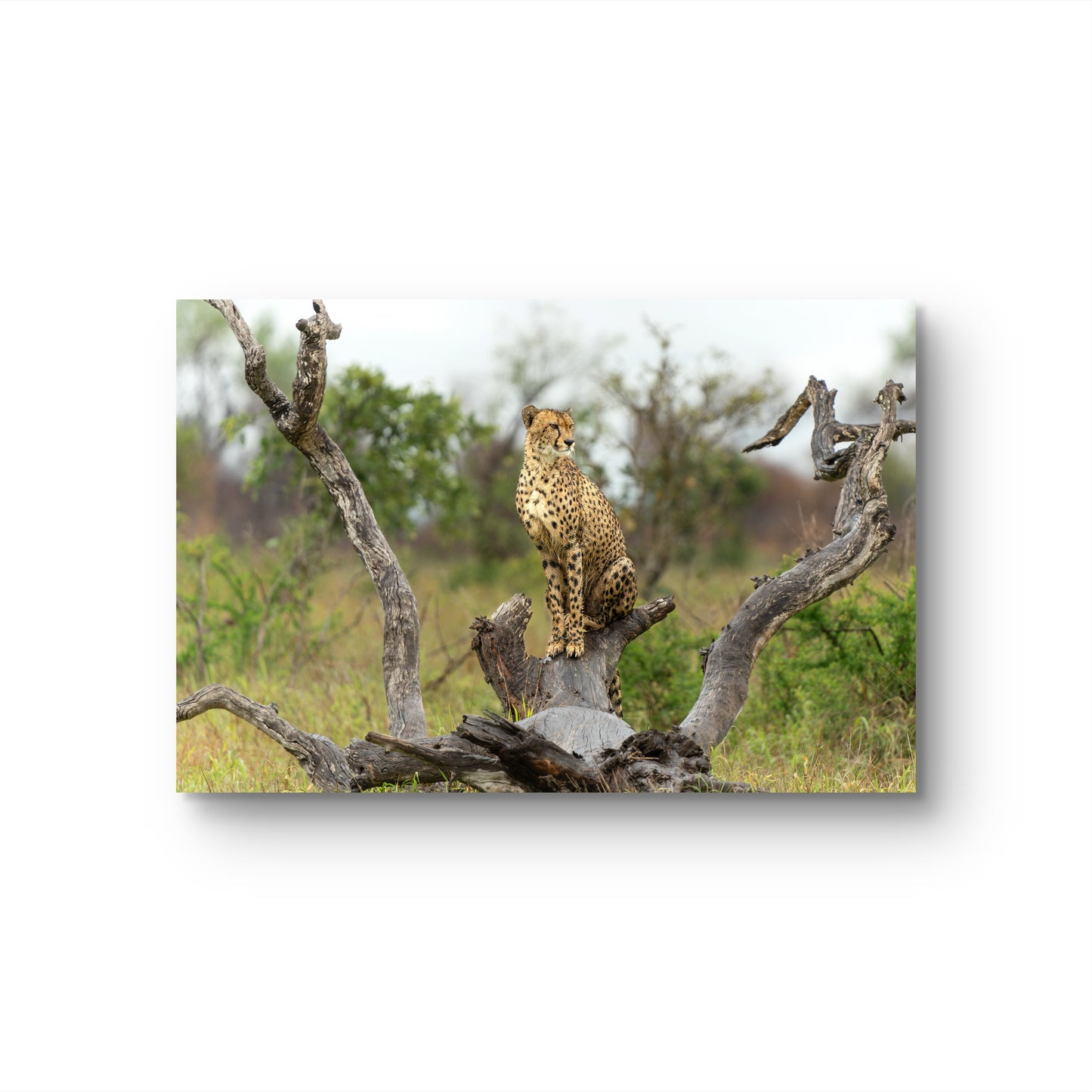 Cheetah Silk Poster
