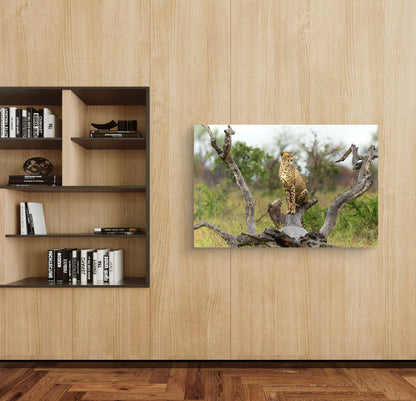 Cheetah Silk Poster