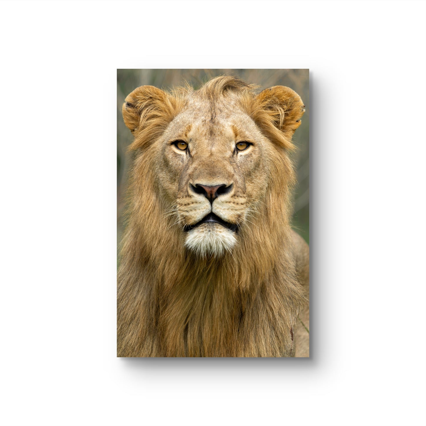 Male Lion Fine Art Poster