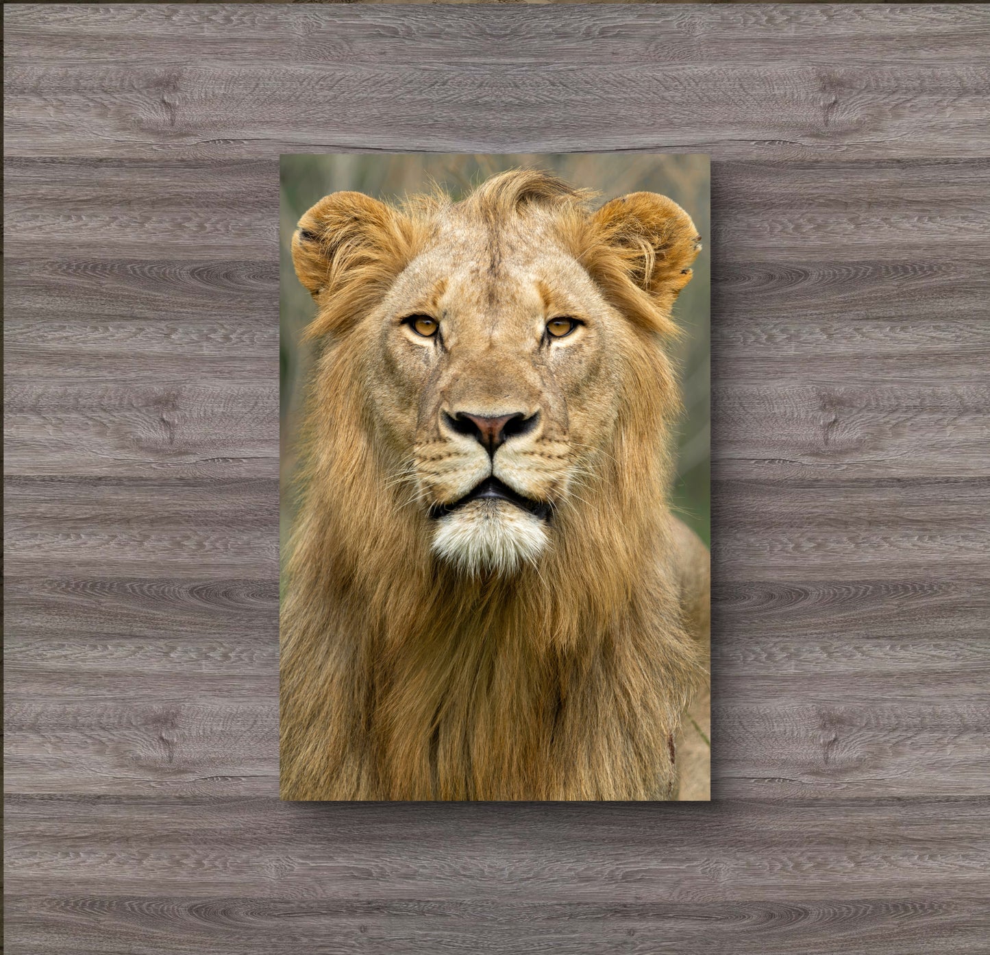 Male Lion Fine Art Poster