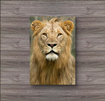 Male Lion Fine Art Poster