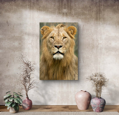 Male Lion Fine Art Poster
