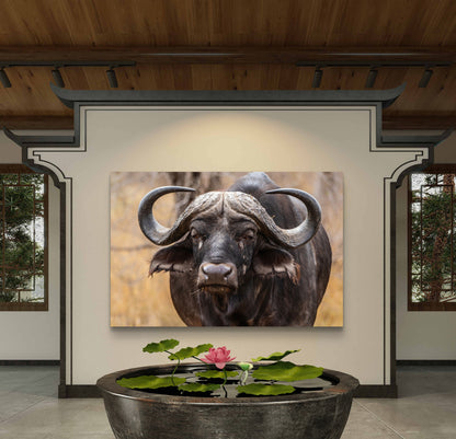 Buffalo Canvas Print