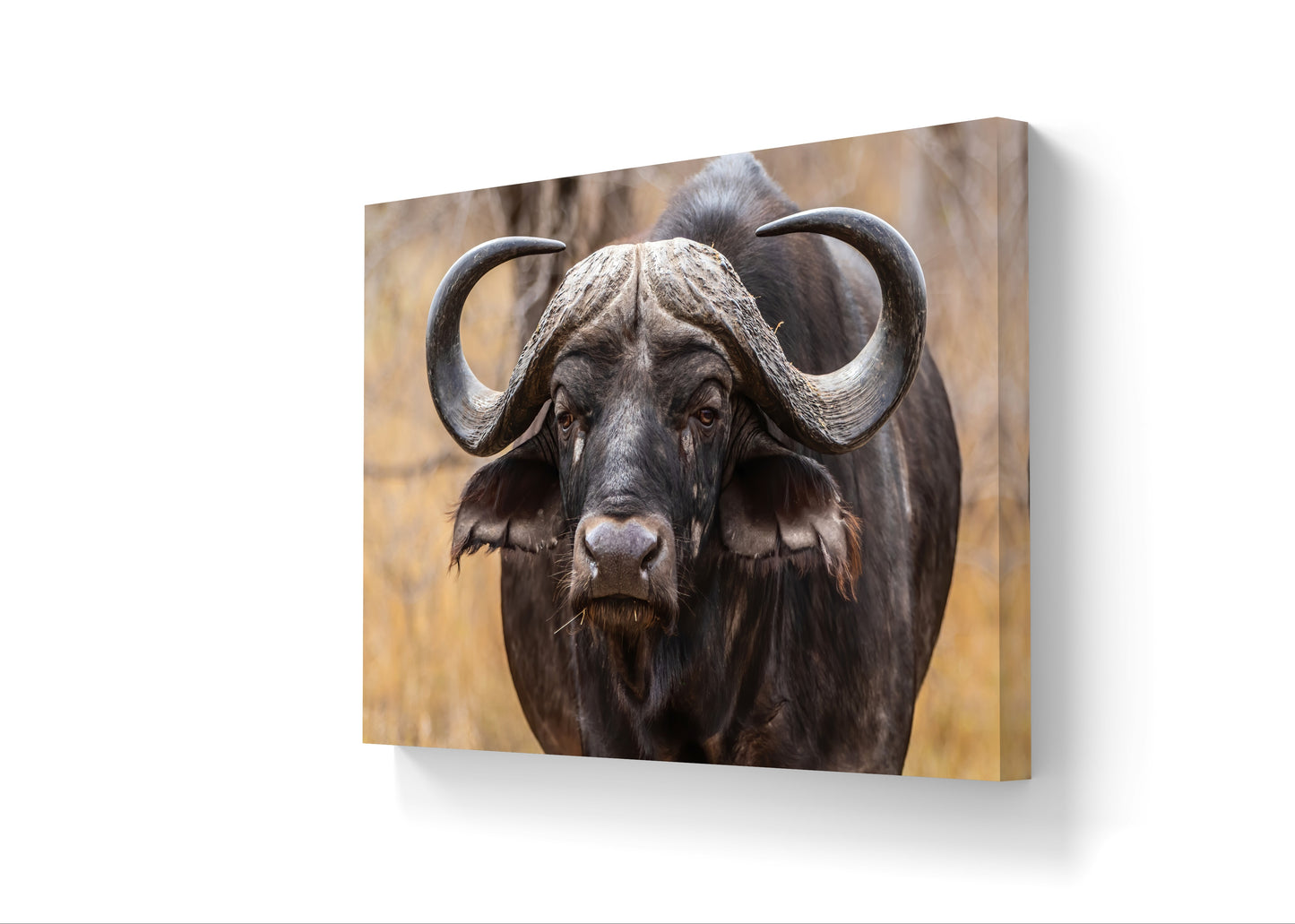 Buffalo Canvas Print
