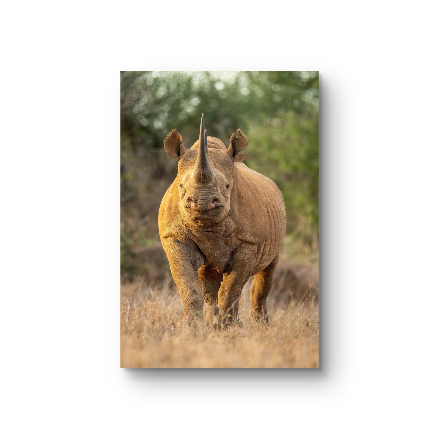 Rhino Fine Art Poster