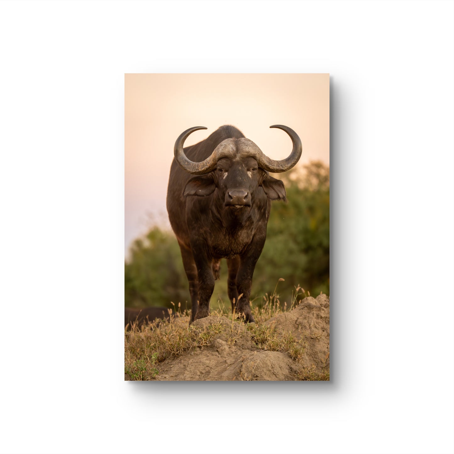 Cape Buffalo Fine Art Poster