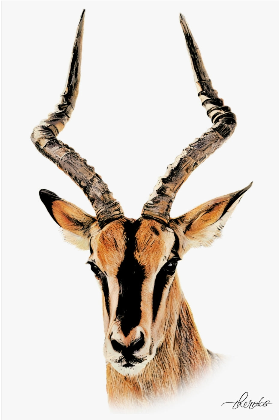 Impala Fine Art Poster