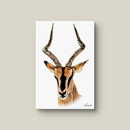 Impala Canvas Print