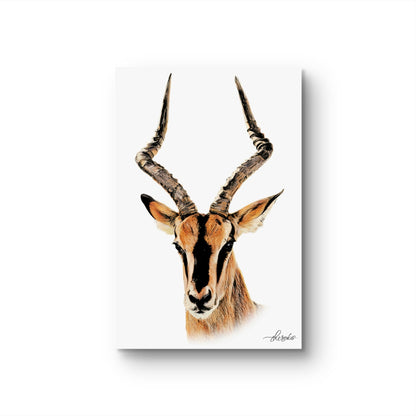 Impala Canvas Print