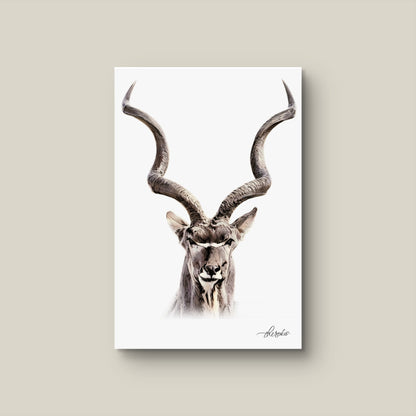 Kudu Canvas Print