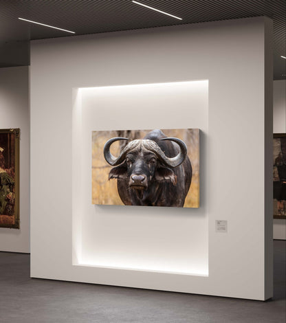 Buffalo Canvas Print - HD Printing