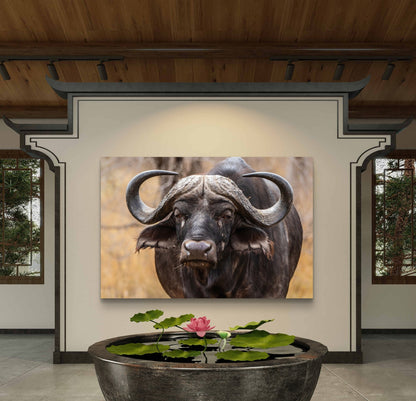 Buffalo Canvas Print - HD Printing
