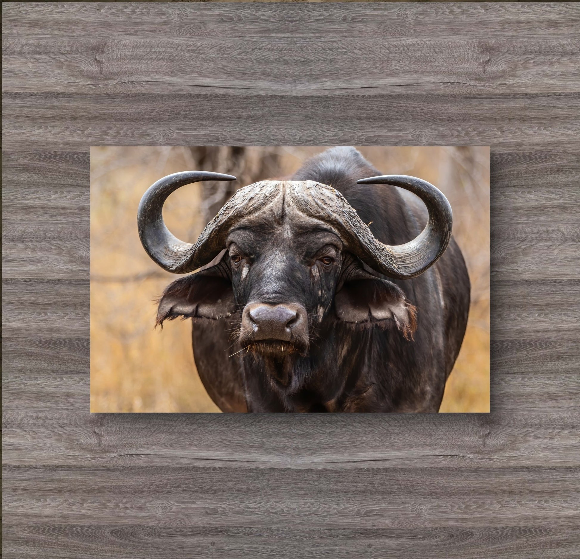 Buffalo Canvas Print - HD Printing