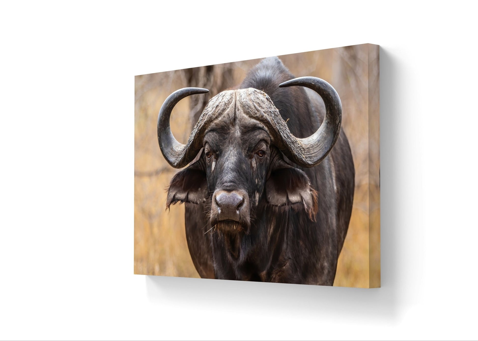 Buffalo Canvas Print - HD Printing