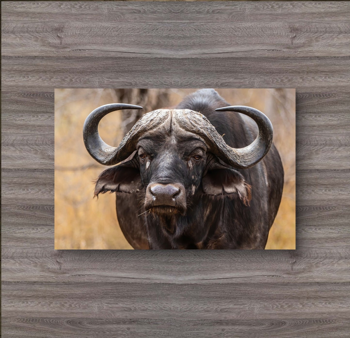 Buffalo Silk Poster - HD Printing