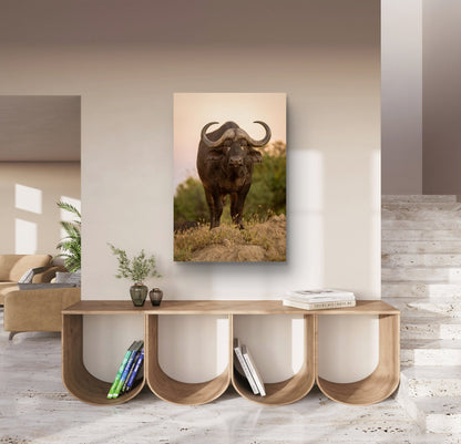 Cape Buffalo Fine Art Poster - HD Printing