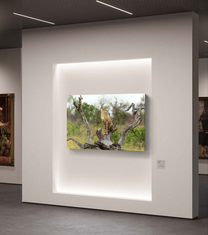 Cheetah Canvas Print - HD Printing