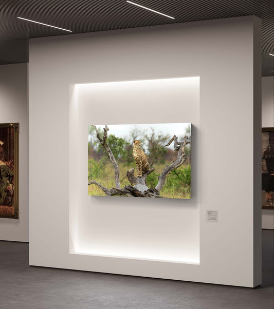 Cheetah Canvas Print - HD Printing