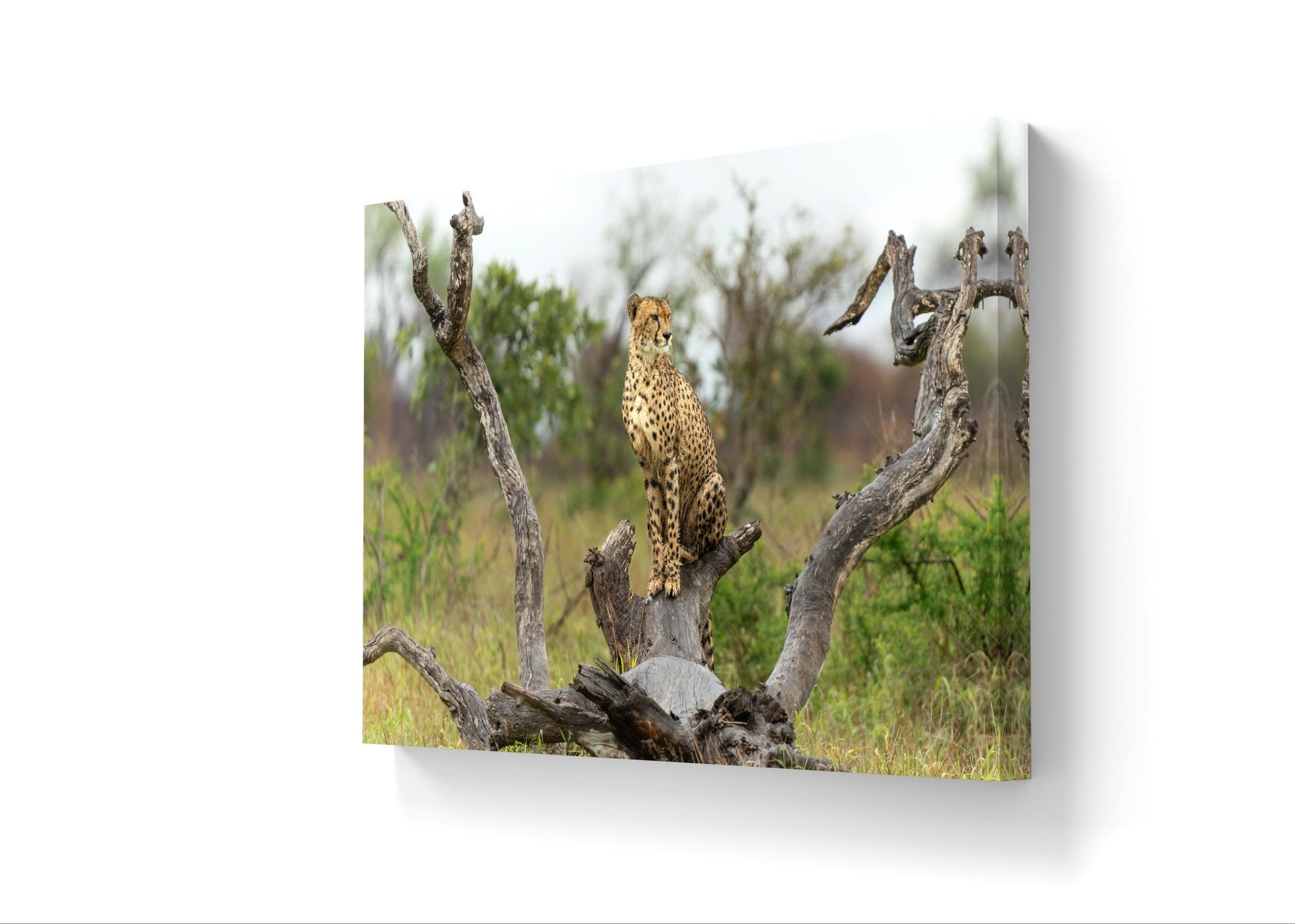 Cheetah Canvas Print - HD Printing