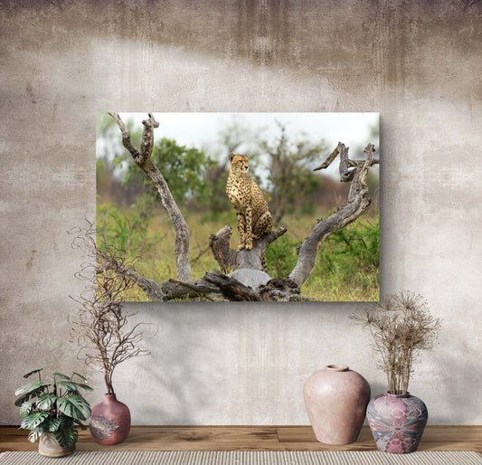 Cheetah Silk Poster - HD Printing