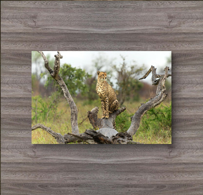 Cheetah Silk Poster - HD Printing