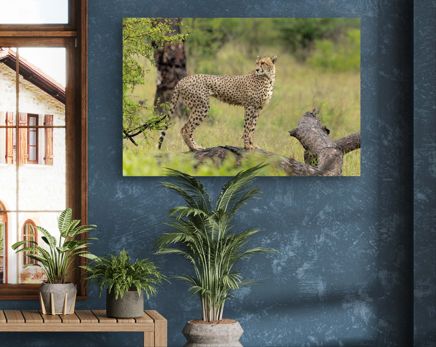 Cheetah in a natural setting on a wall with indoor plants and a window.