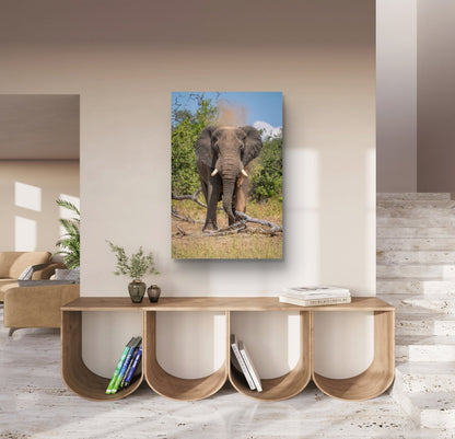 Elephant Fine Art Poster - HD Printing