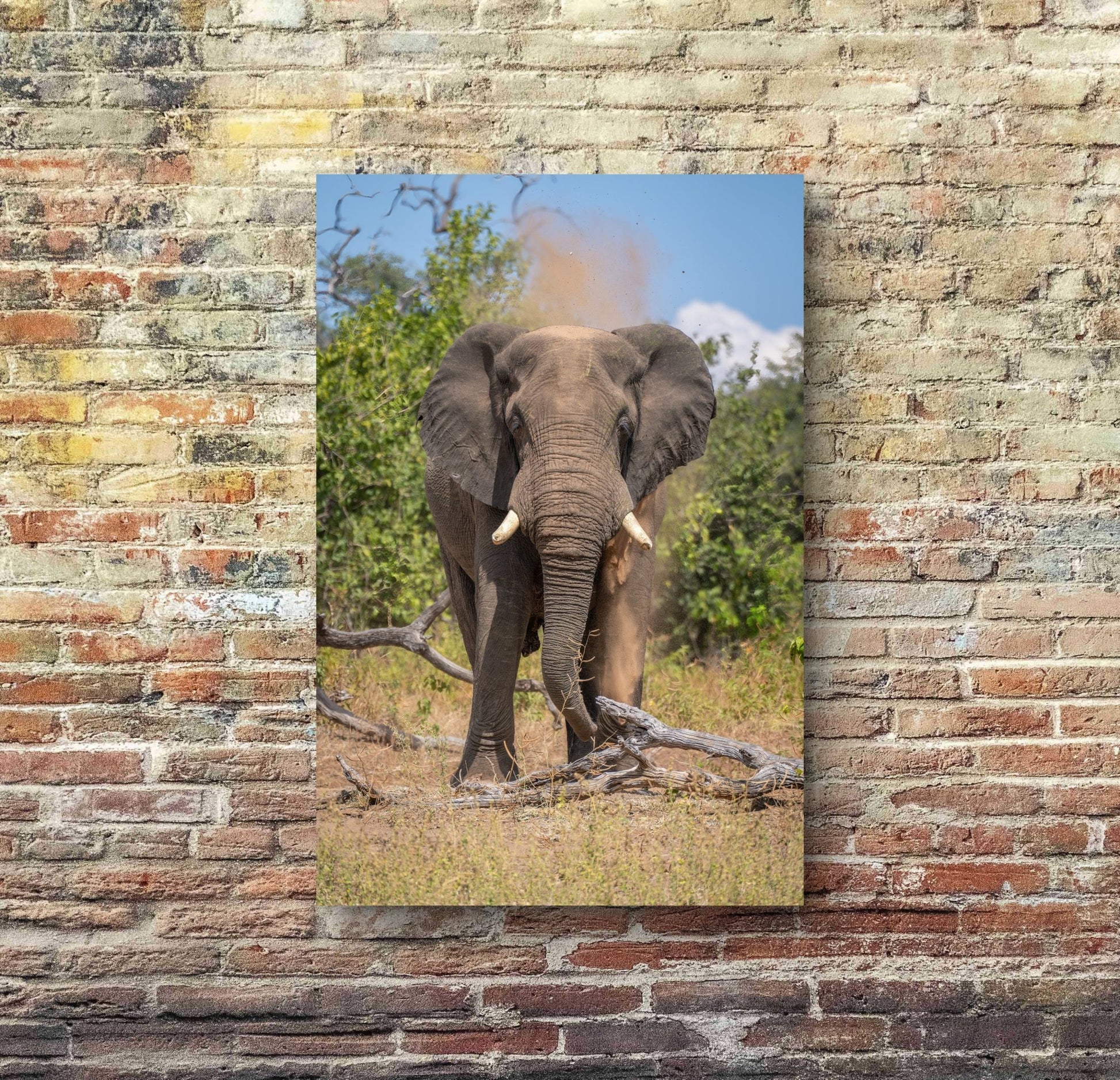 Elephant Fine Art Poster - HD Printing