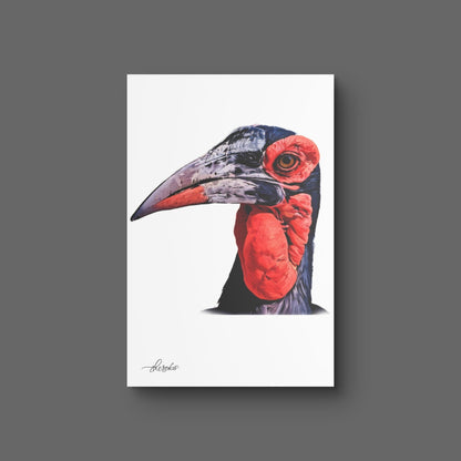 Hornbill Canvas Print - HD Printing