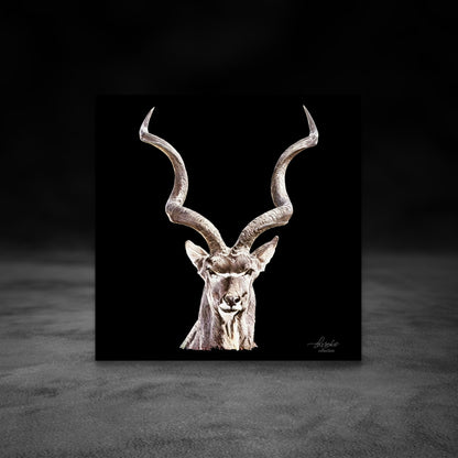 Kudu Satin Stretched Black Canvas Print - HD Printing