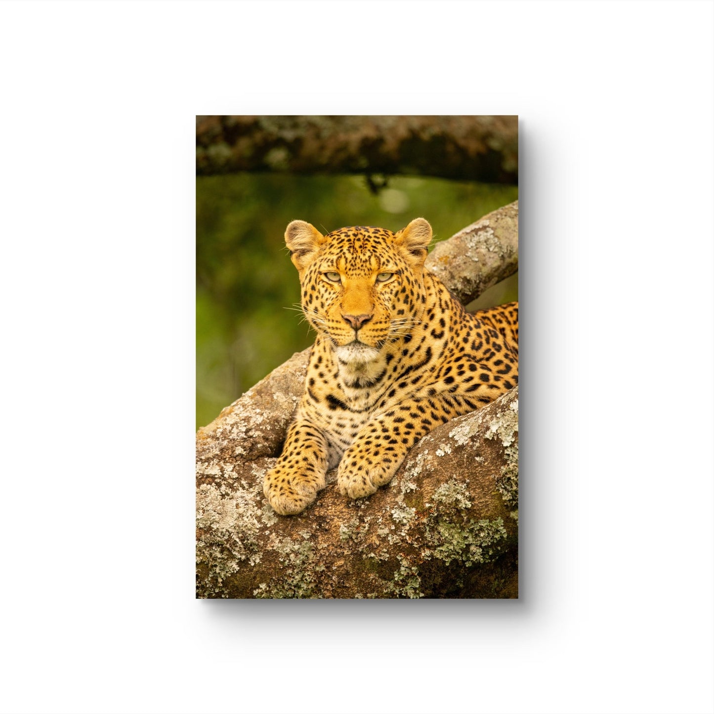 Leopard Fine Art Poster - HD Printing