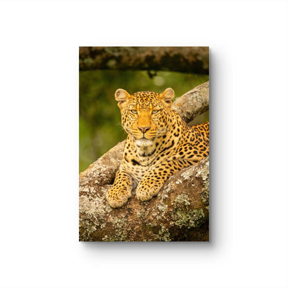 Leopard Fine Art Poster - HD Printing