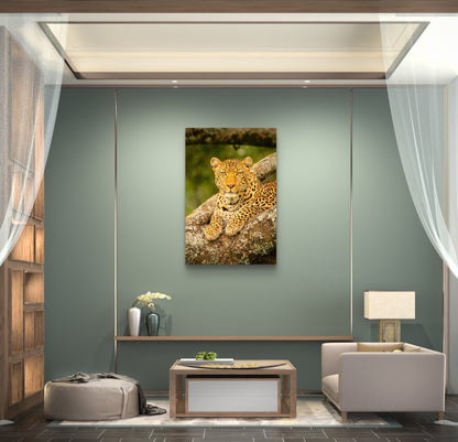 Leopard Fine Art Poster - HD Printing
