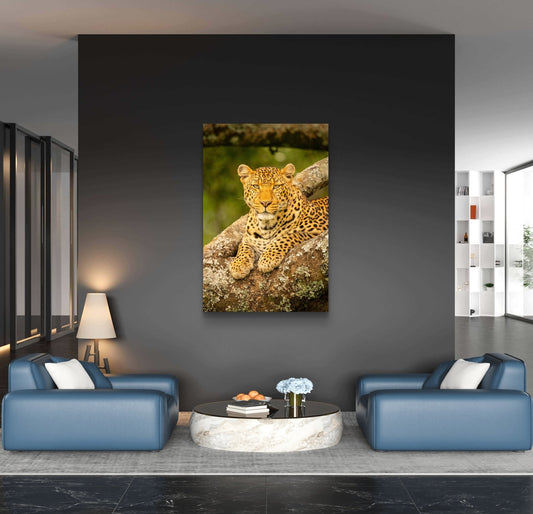 Leopard Fine Art Poster - HD Printing
