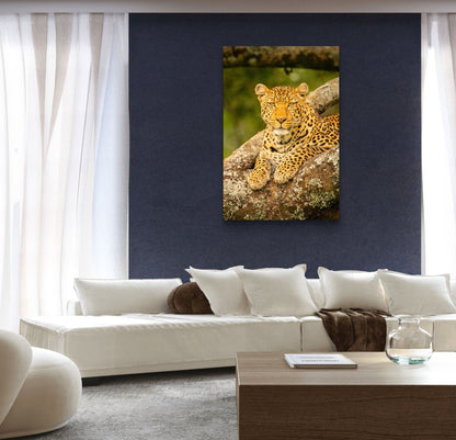 Leopard Fine Art Poster - HD Printing
