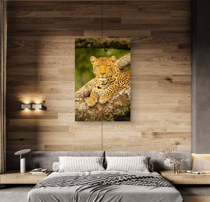 Leopard Fine Art Poster - HD Printing