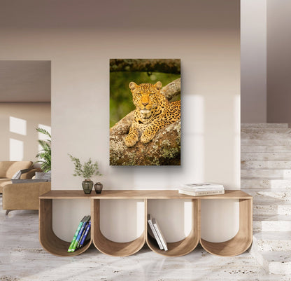Leopard Fine Art Poster - HD Printing
