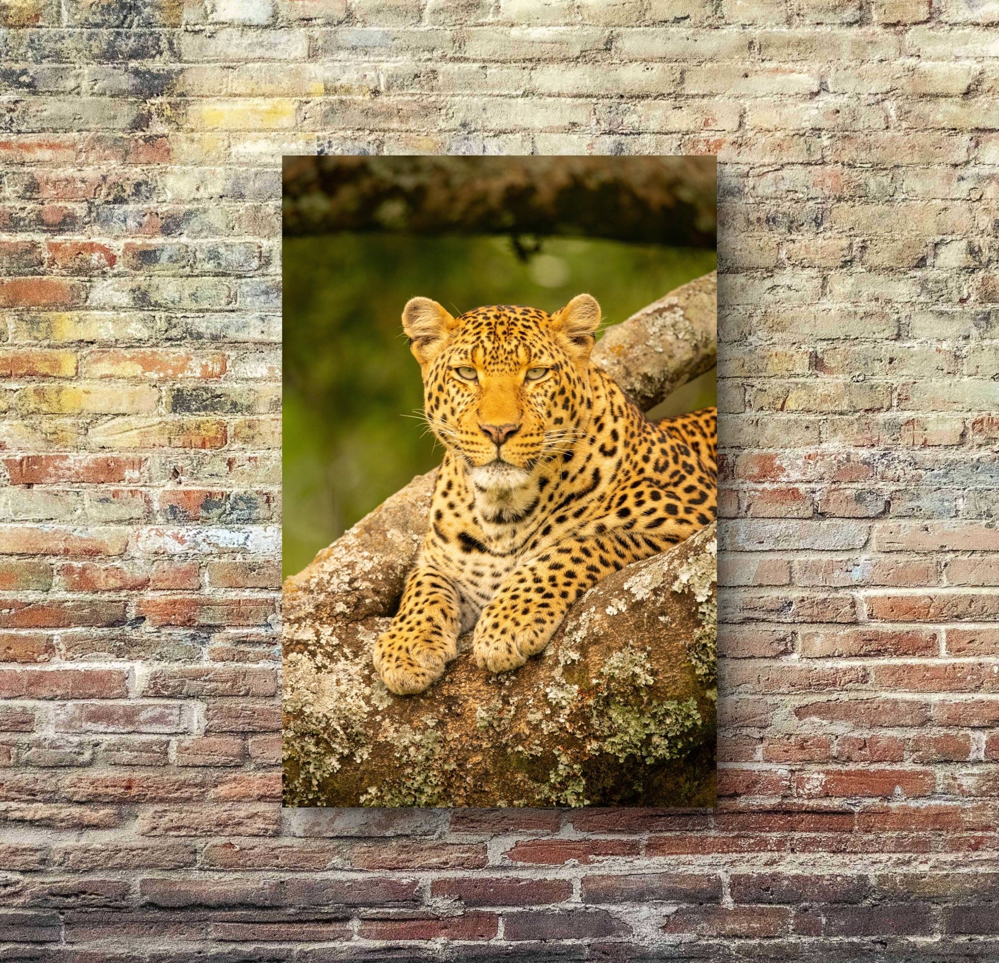 Leopard Fine Art Poster - HD Printing