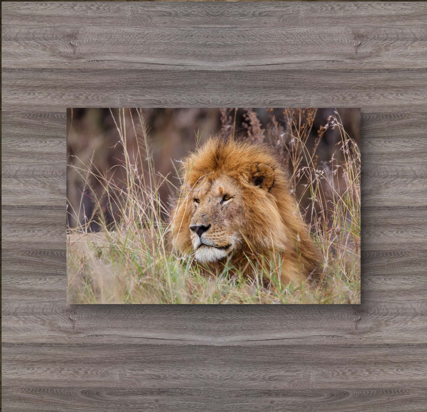 Lion Canvas Print - HD Printing